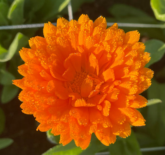 Dried Calendula - Alpha Variety