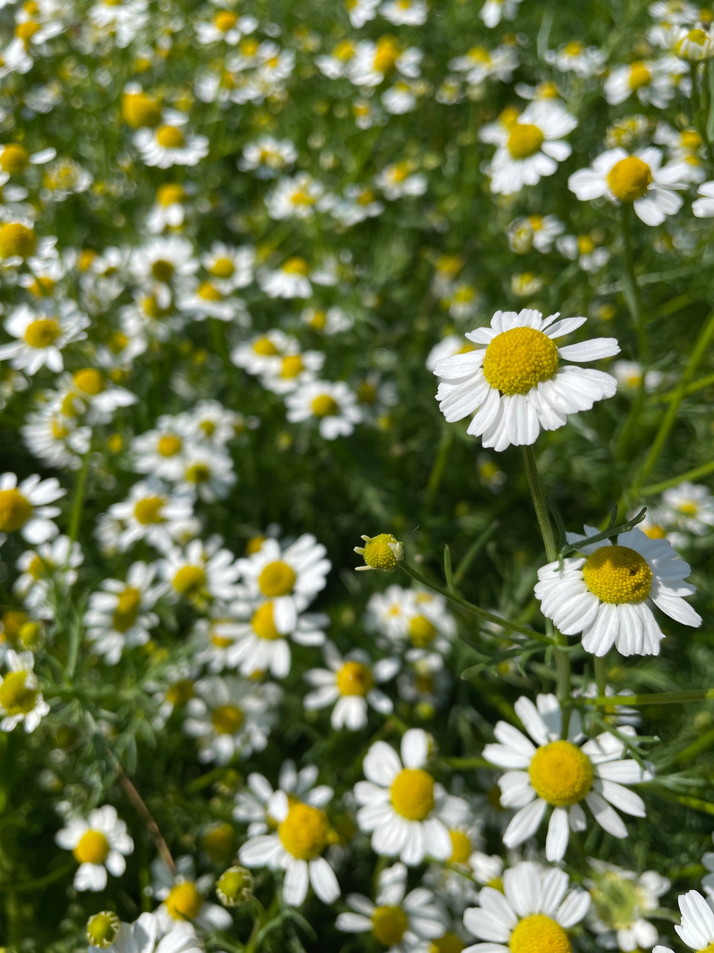 Dried Chamomile