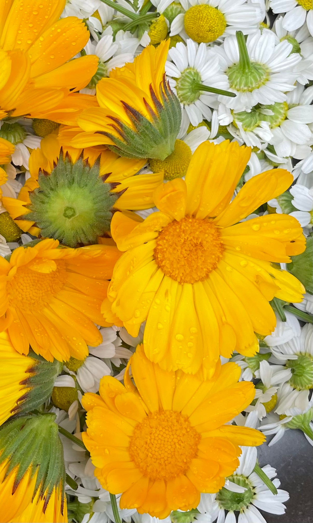 Dried Calendula - Resina Variety